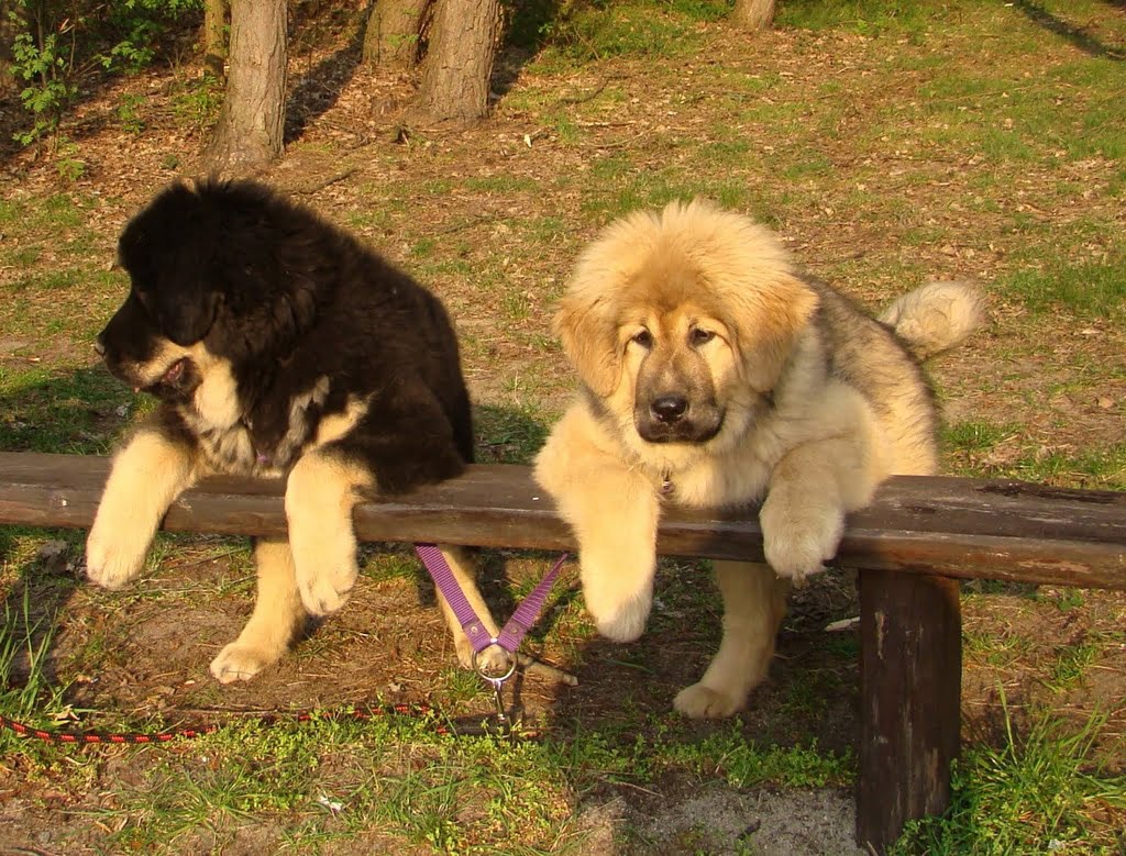 cachorros de mastín tibetano