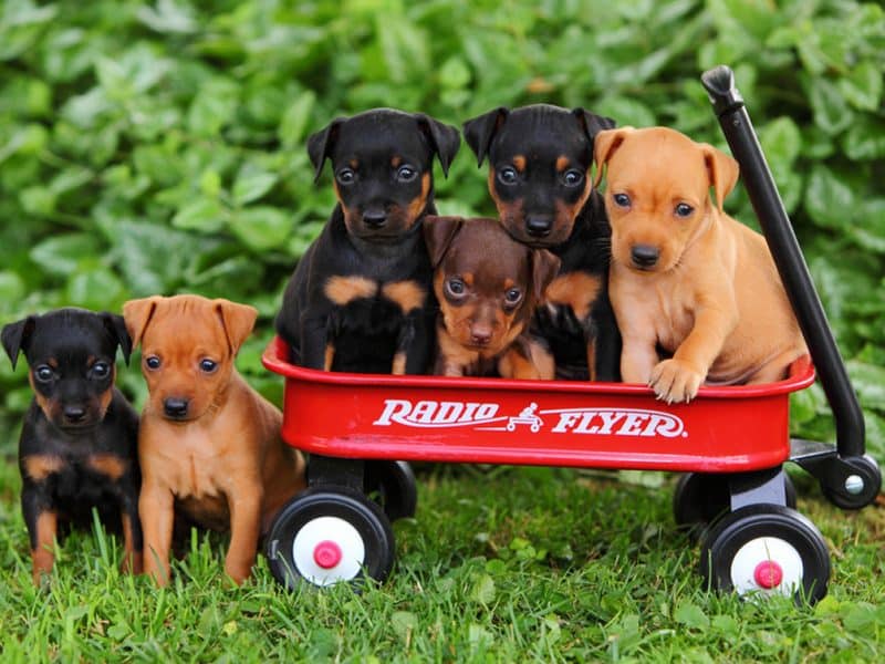 cachorros pinscher miniatura sobre carrito