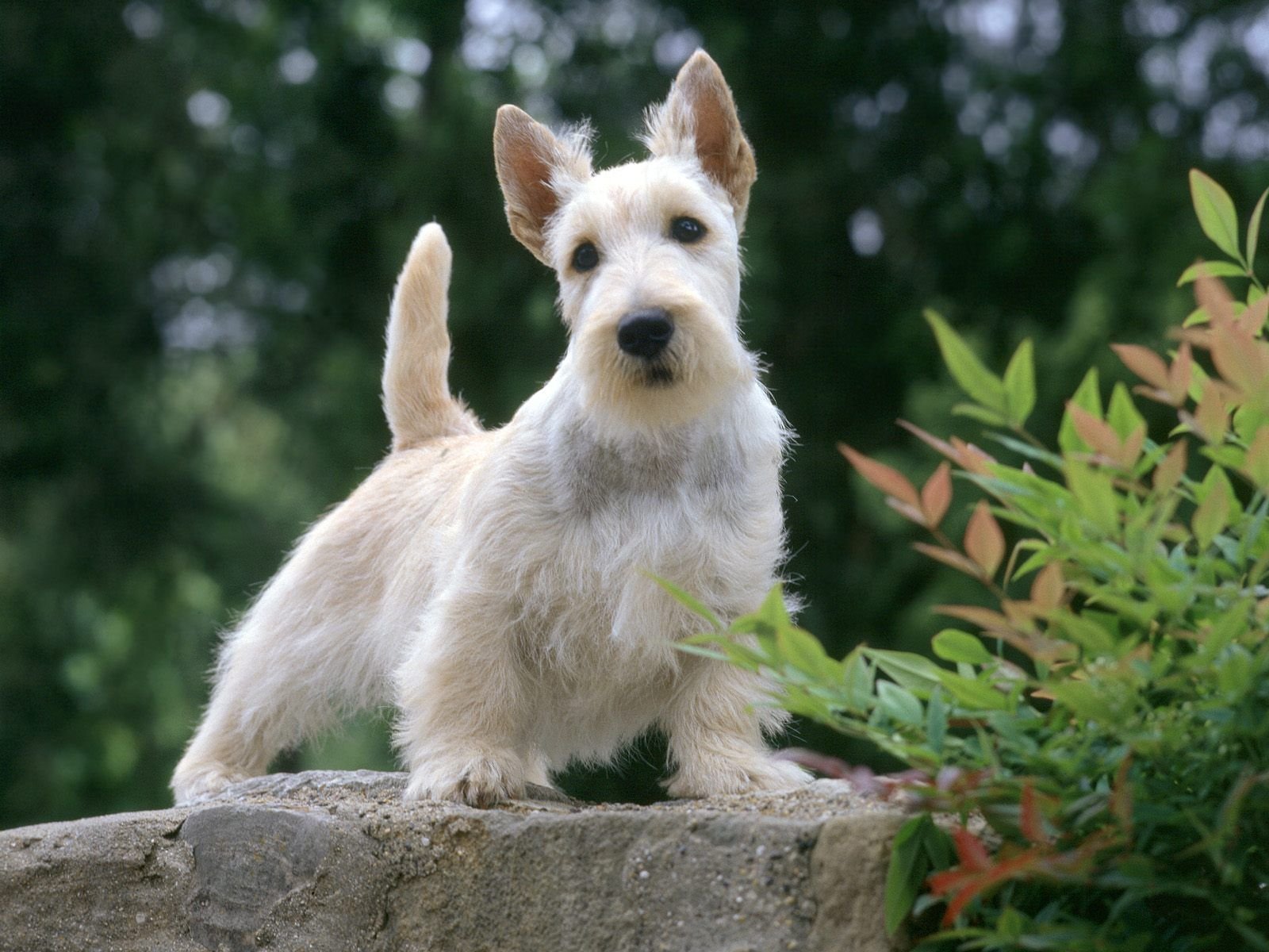 Caracteristicas Del Scottish Terrier 