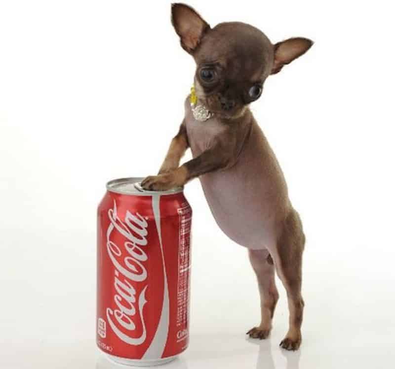 chihuahua reconocido como el perro más pequeño del mundo