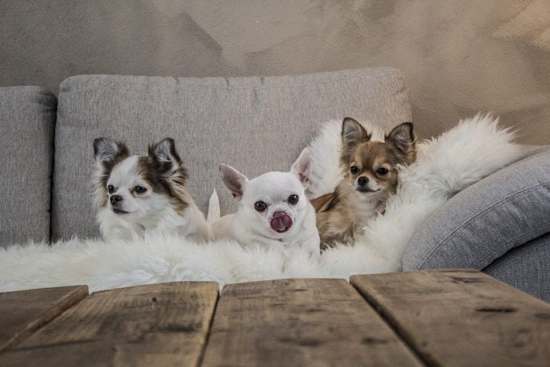 chihuahuas de distintas características descansando en un sofá