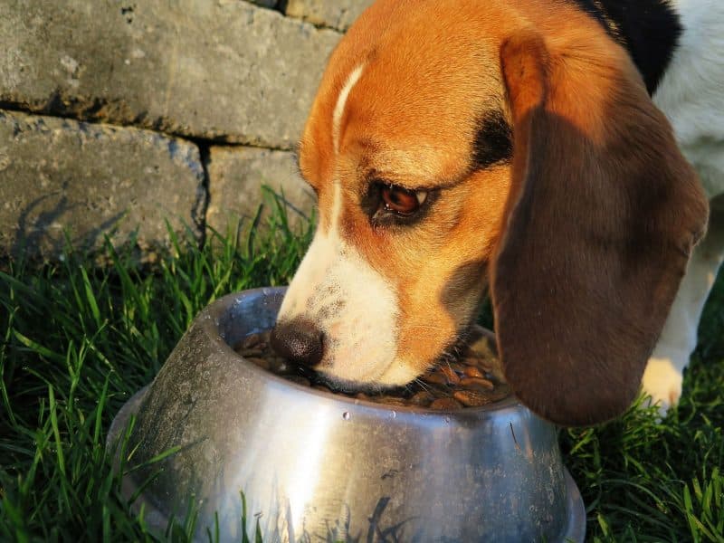 como alimentar a un perro Beagle