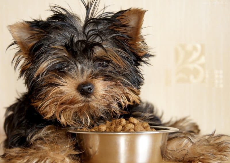 cómo alimentar a un yorkshire terrier
