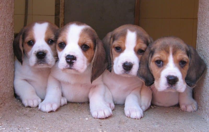consejos para comprar un beagle