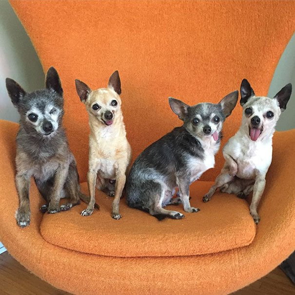 cuatro ancianos perros chihuahuas en adopcion