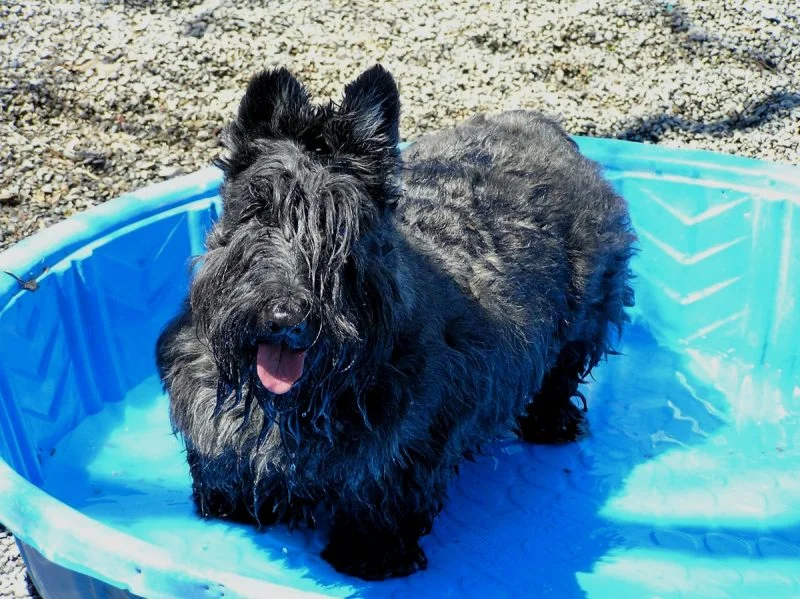cuidados del terrier escoces