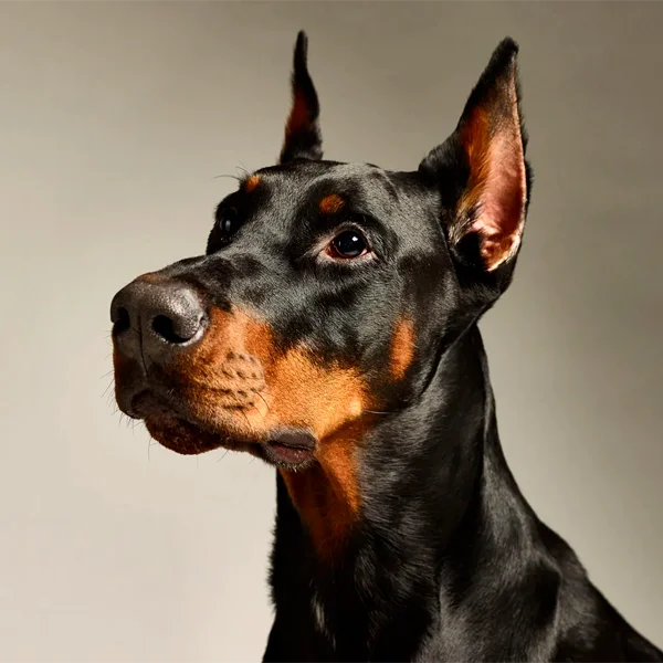 dobermann pinscher raza perro
