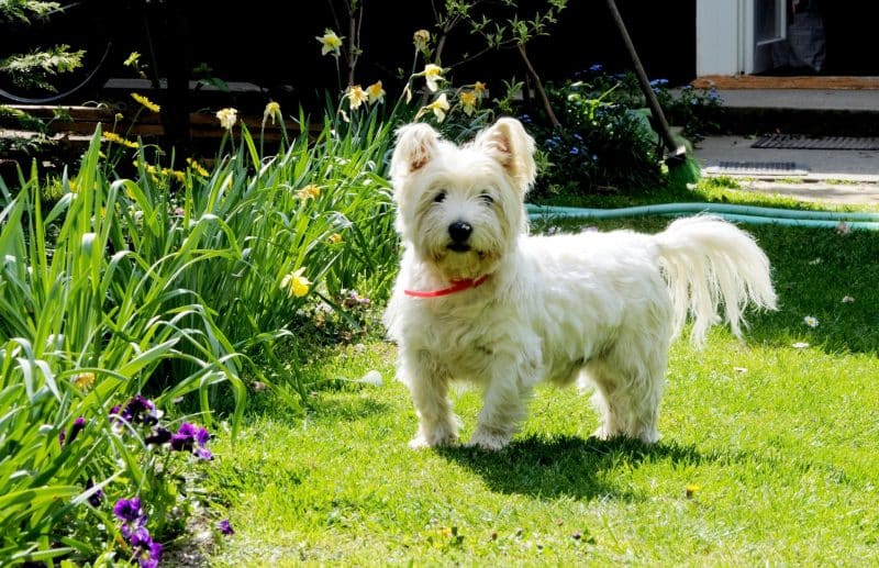 ejercicios para el west highland white terrier