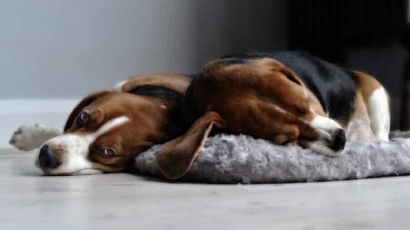 enfermedades comunes de los perros beagle