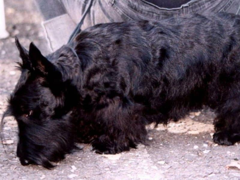 enfermedades comunes del scottish terrier