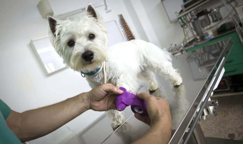 enfermedades comunes del west highland white terrier