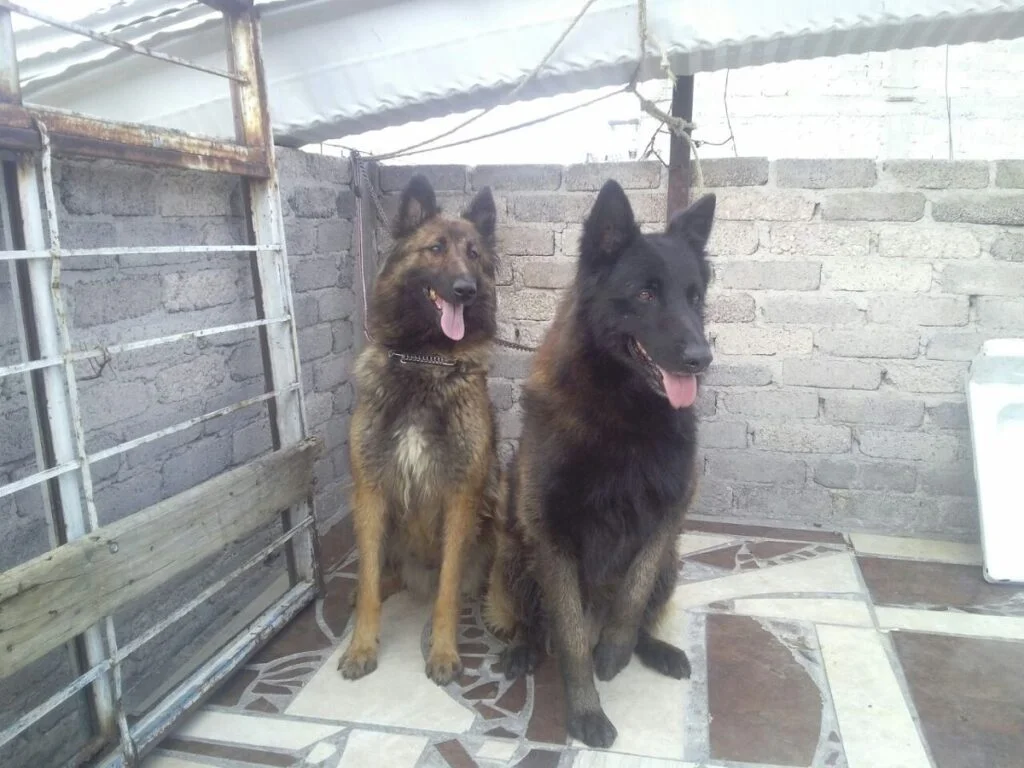es el pastor belga el perro adecuado para ti