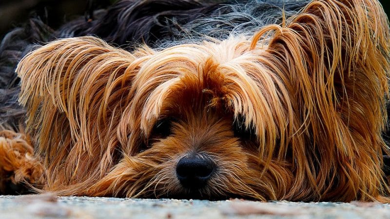 esperanza de vida del yorkshire terrier