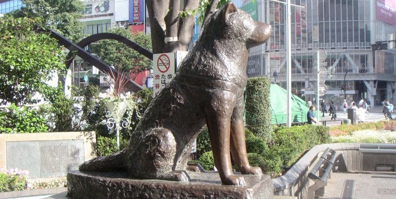 Estatua de Hachiko el famoso akita inu