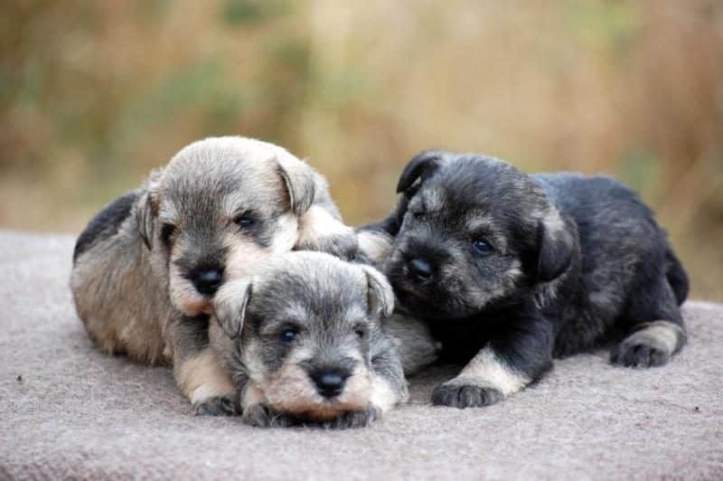 foto de tres cachorros schnauzer miniatura