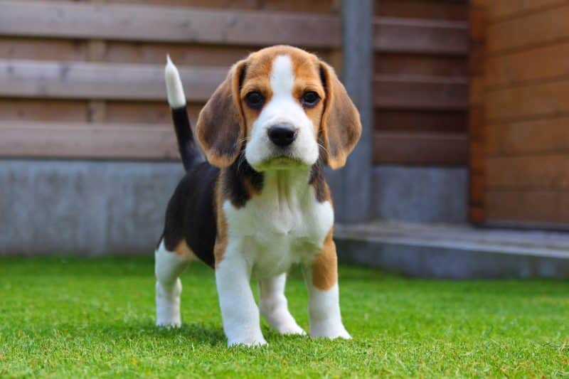 foto de un cachorro Beagle parado sobre cesped