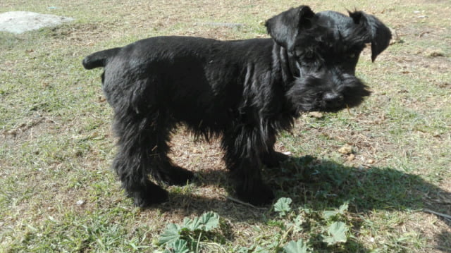 foto de un cachorro schnauzer miniatura negro