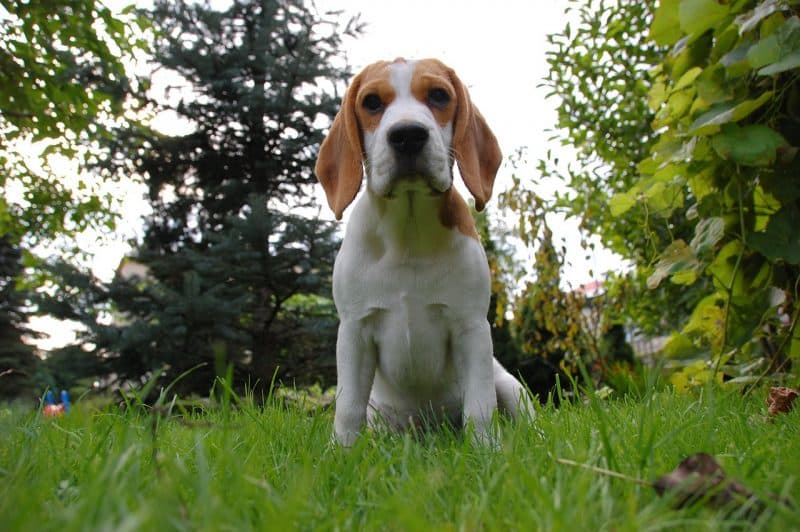 foto de un perro Beagle plano inclinado
