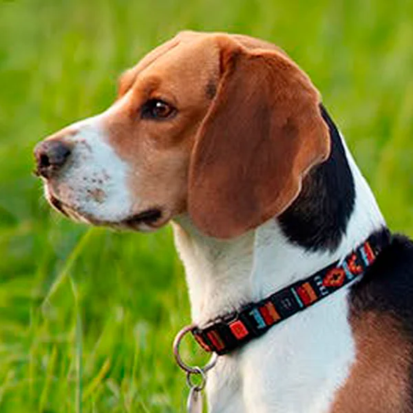 foxhound ingles raza perro