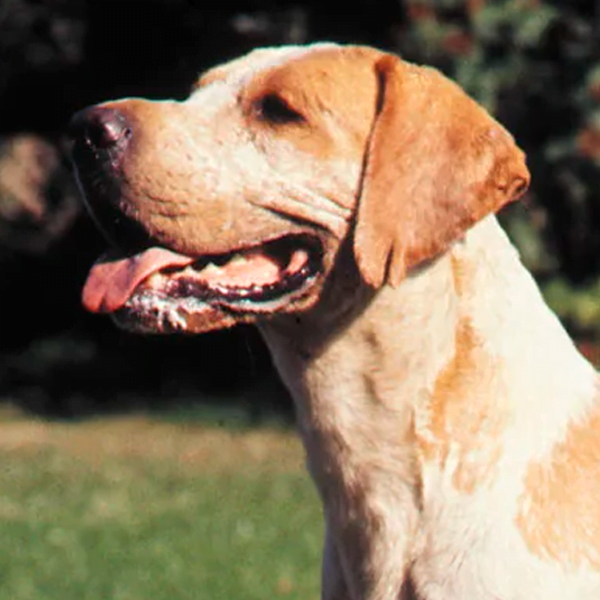 foxhound raza perro