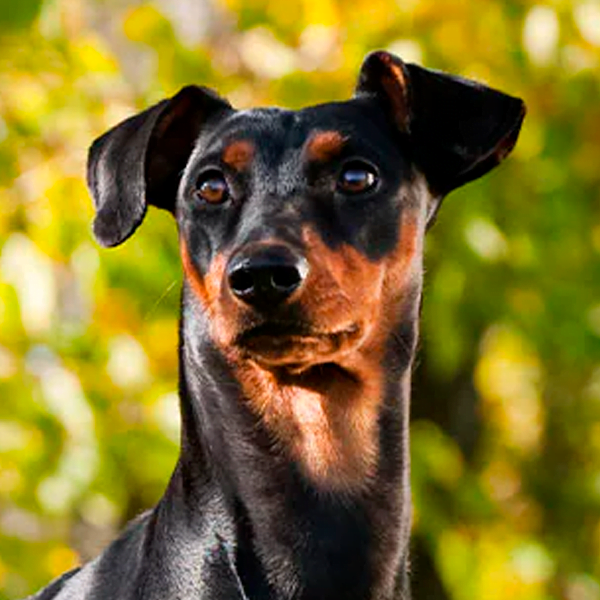 Todo Sobre El Perro Pinscher Alem n Precios Tipos Car cter Cuidados 