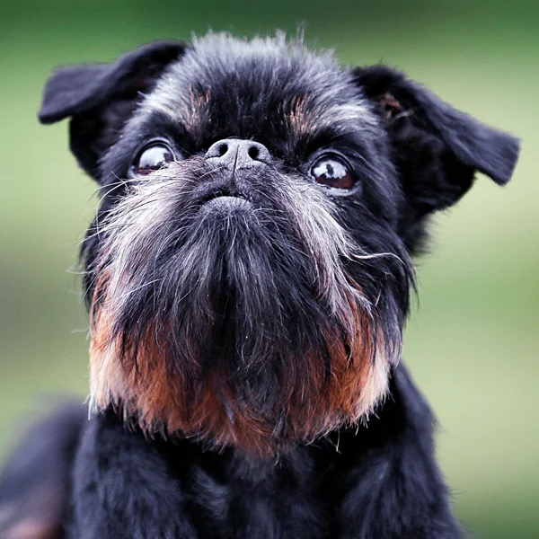 grifón de Bruselas raza perro