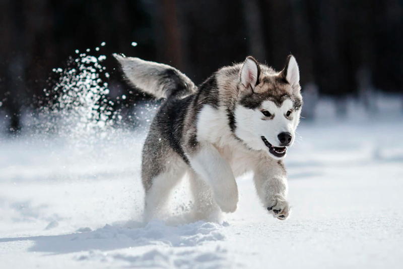husky siberiano corriendo en la nieve