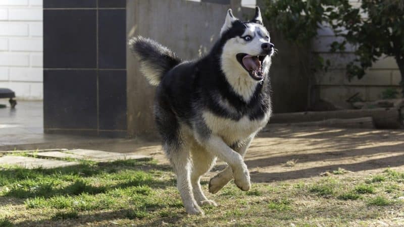 Husky Siberiano corriendo en un patio
