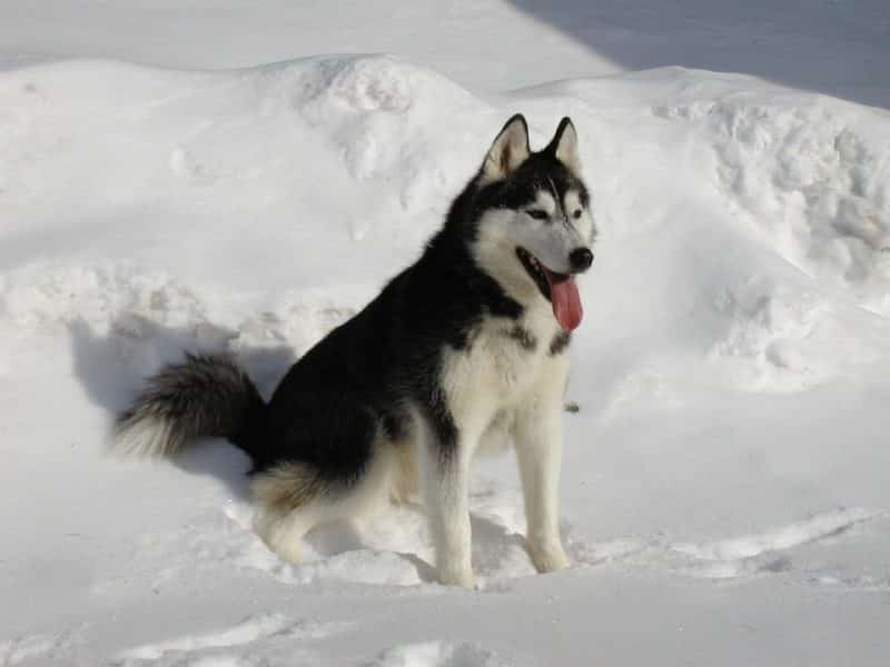 Husky Siberiano sobre sus cuartos traseros en la nieve