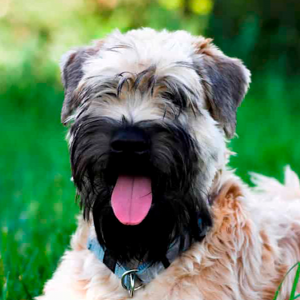irish soft coated wheaten terrier raza perro