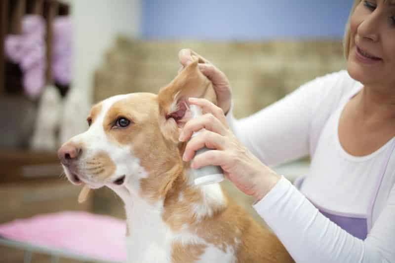 limpieza de las orejas de un perro Beagle