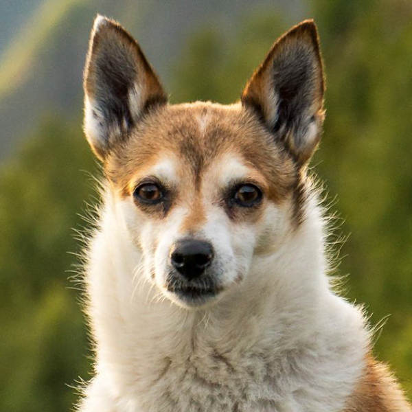 lundehund noruego raza perro