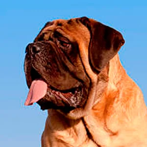 perro terranova contemplando la inmensidad