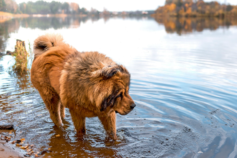 mastin tibetano raza perro en lago