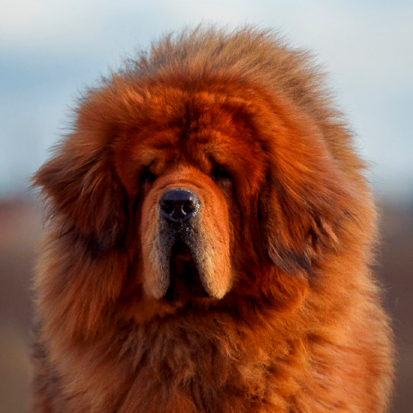 mastín tibetano raza perro