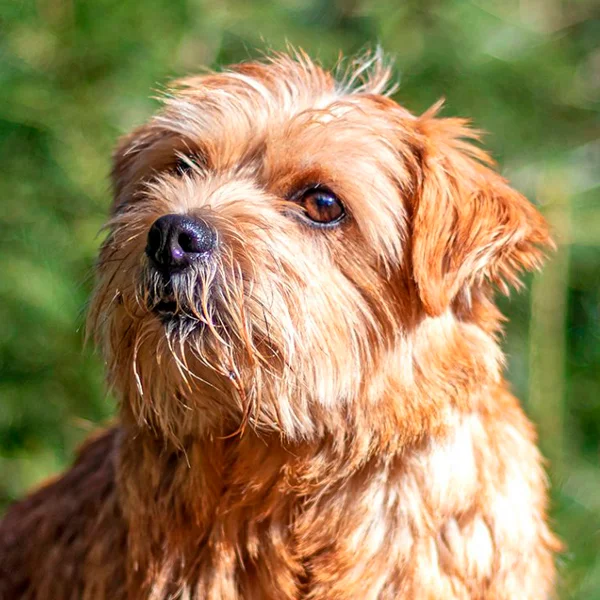 norfolk terrier raza perro l