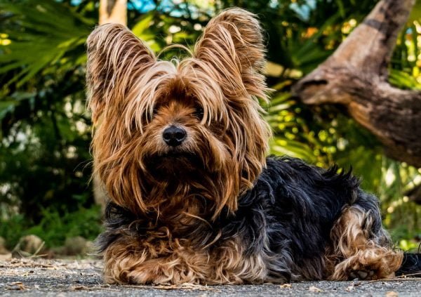 Todo sobre el perro Yorkshire Terrier: Precios, tipos, carácter