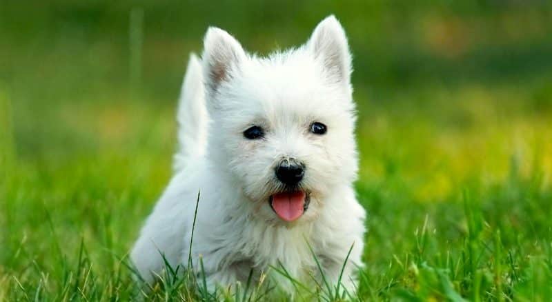 Otros nombres del west highland white terrier