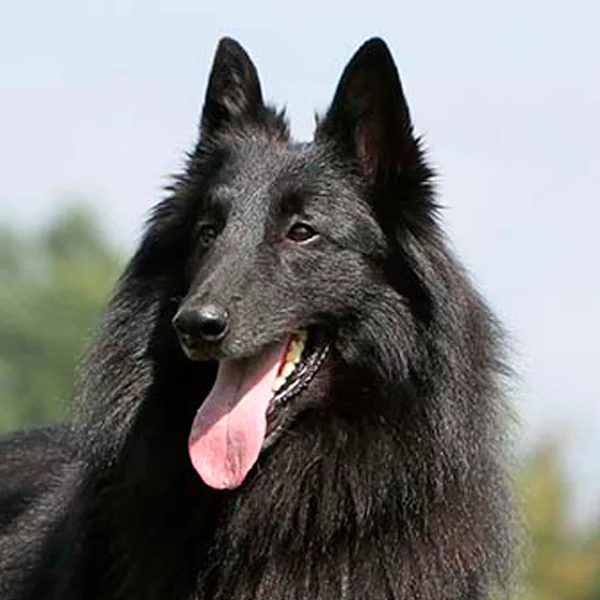pastor belga groenendael raza perro