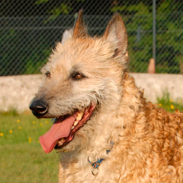pastor belga laekenois raza perro