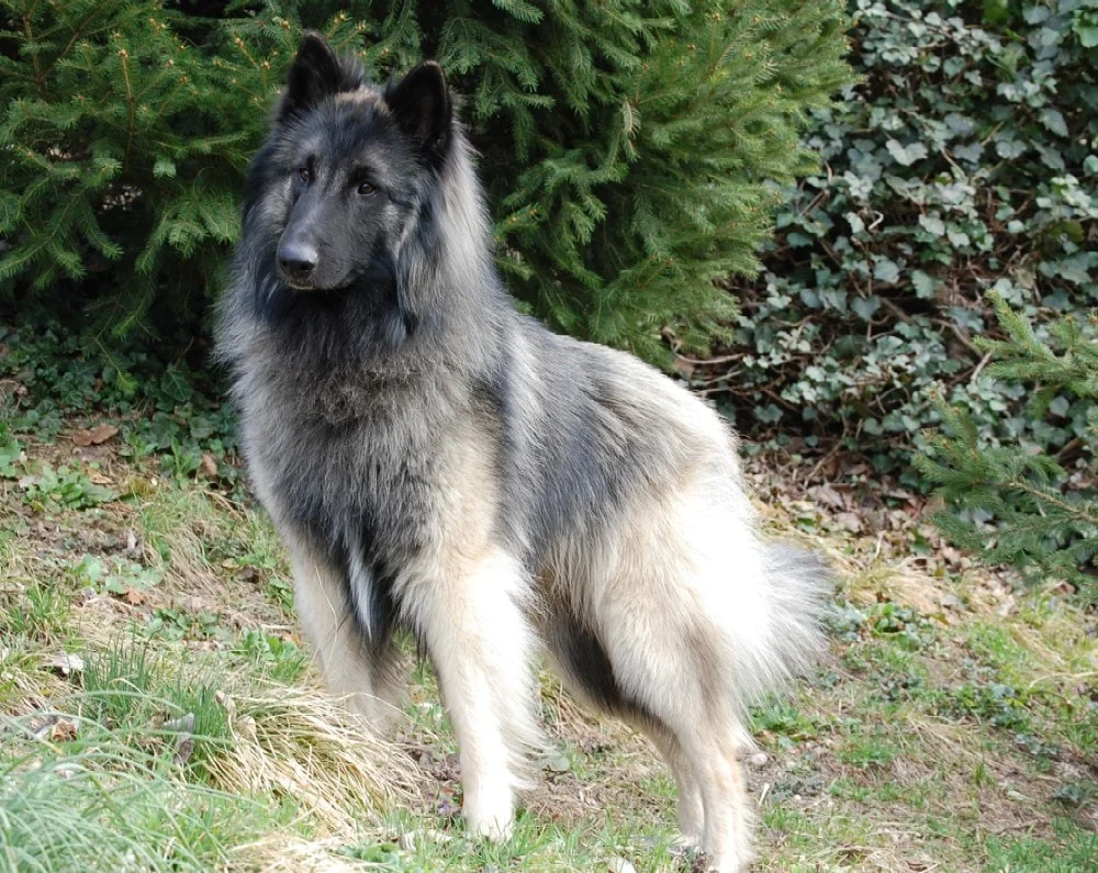pastor belga tervueren 2