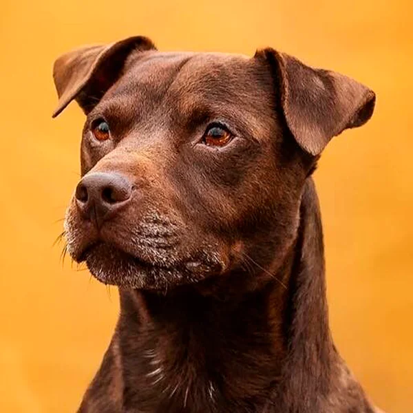 patterdale terrier raza perro