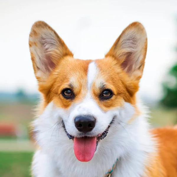 pembroke welsh corgi raza perro