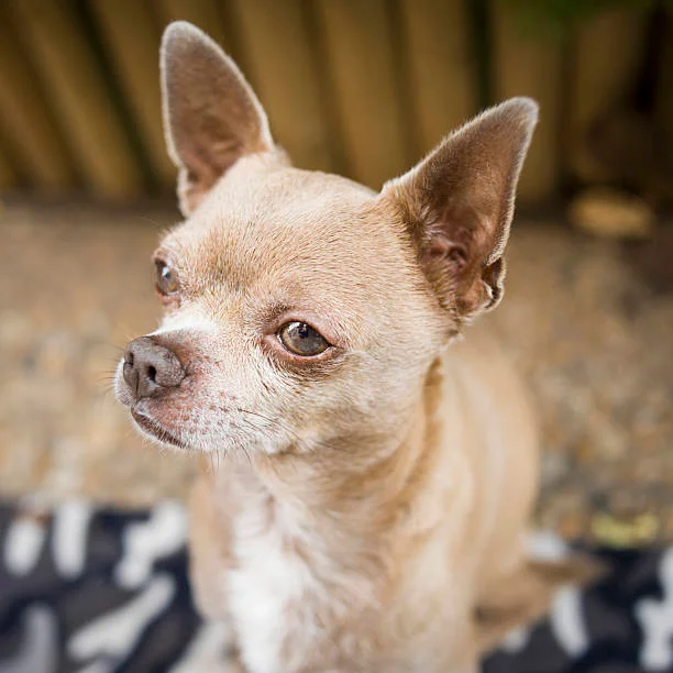 perro chihuahua observando la inmensidad