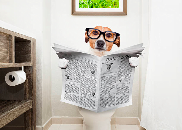 perro con diarrea sentado en el wc leyendo un periódico