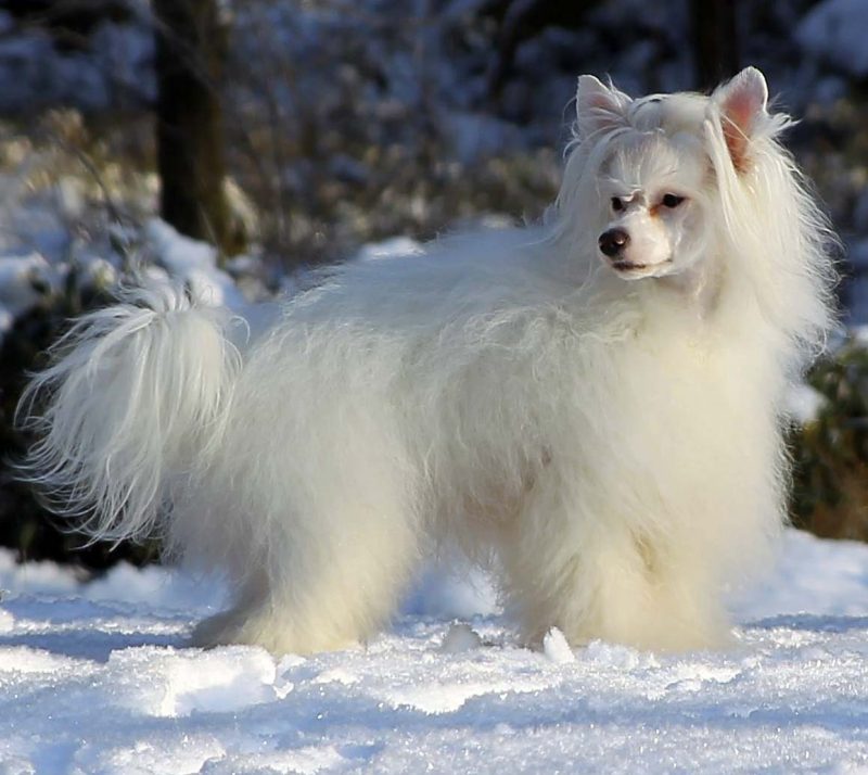 perro crestado chino peludo blanco