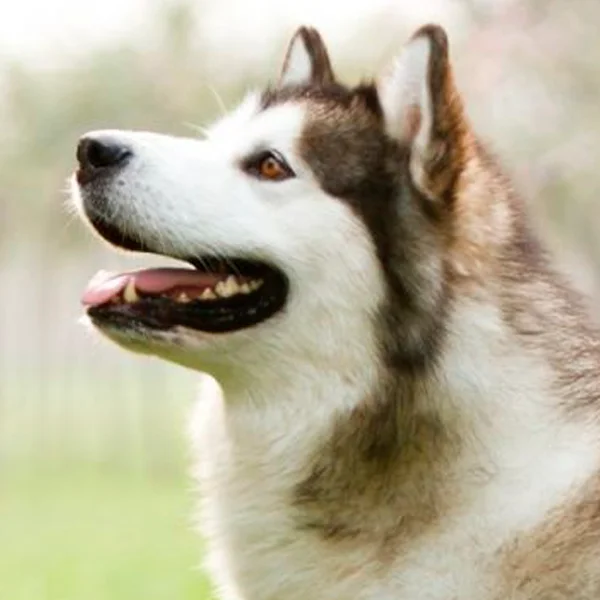 perro esquimal canadiense raza perro