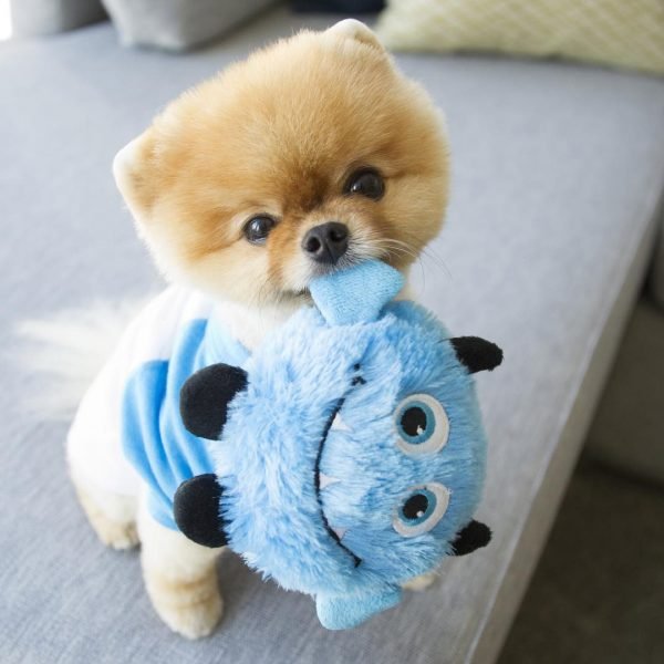 Todo sobre el perro Pomerania Toy: Precios, tipos, carácter, cuidados ...