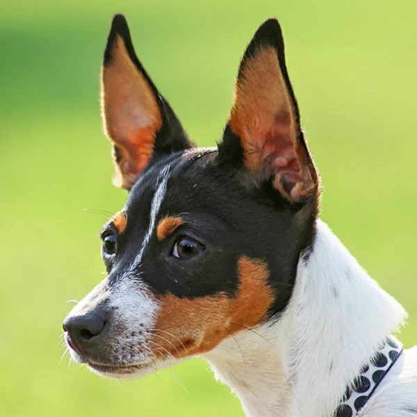 rat terrier raza perro