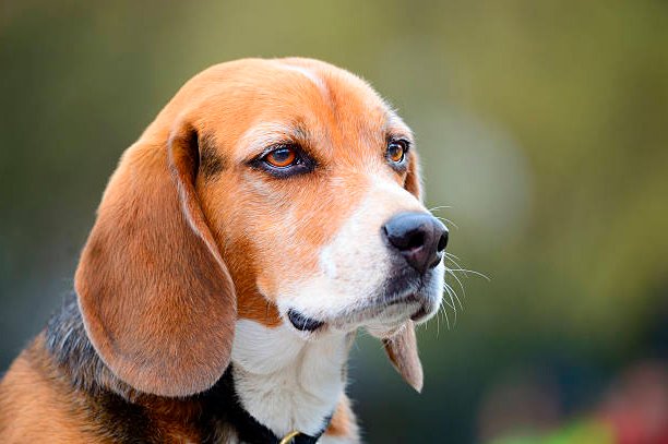 retrato de un beagle